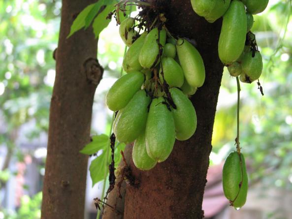 نحوه کشت خیار سبز بوته ای