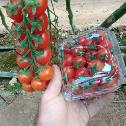 خرید مستقیم گوجه خوشه ای مجلسی گلخانه ای