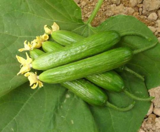 عرضه کنندگان خیار مجلسی مرغوب صادراتی